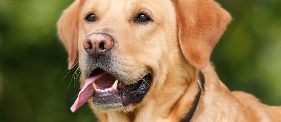 Comment élever un chien guide d’aveugle - OrCam