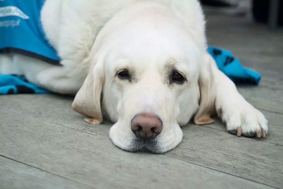 Guide Dogs for the Blind, Everything You Need to Know - OrCam