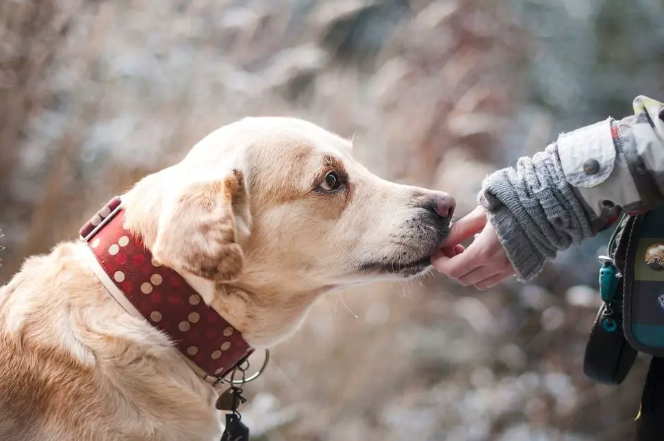 Guiding Eyes For the Blind, Supporting People with Low Vision - OrCam